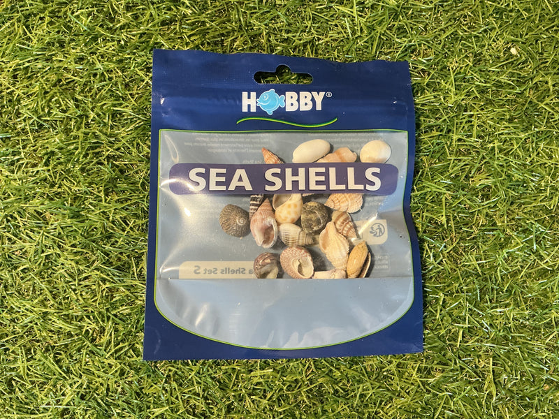 Shells S/M/L