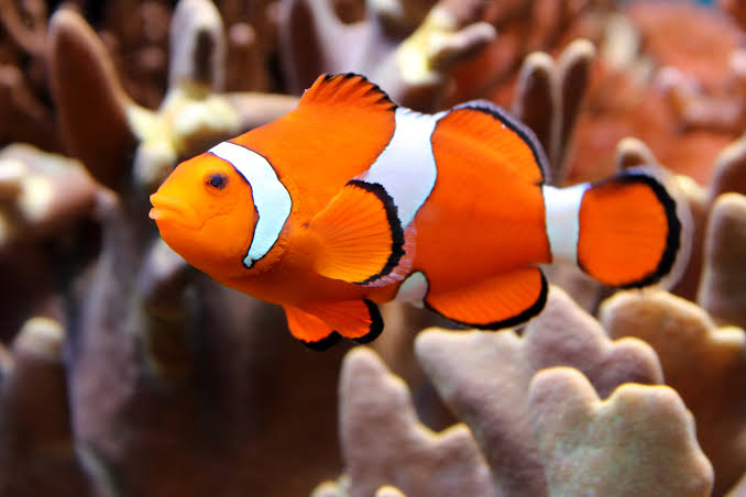 Clown Fish