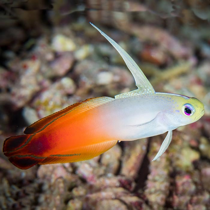 FireFish