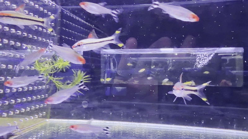 Rummy Nose Tetra