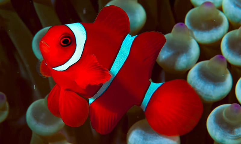 Maroon Clownfish (small)