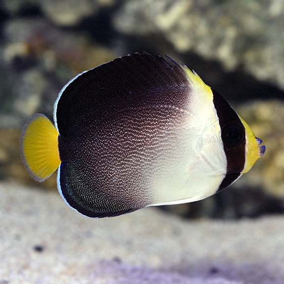 Whitetail Singapore Angelfish Male
