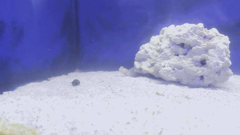 Lawnmower Blenny