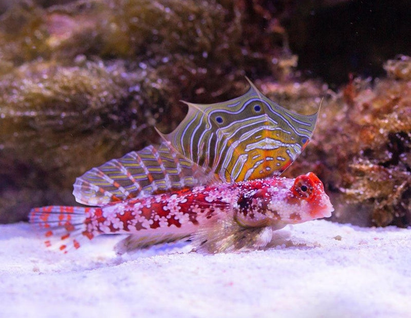 Pink Scooter Blenny
