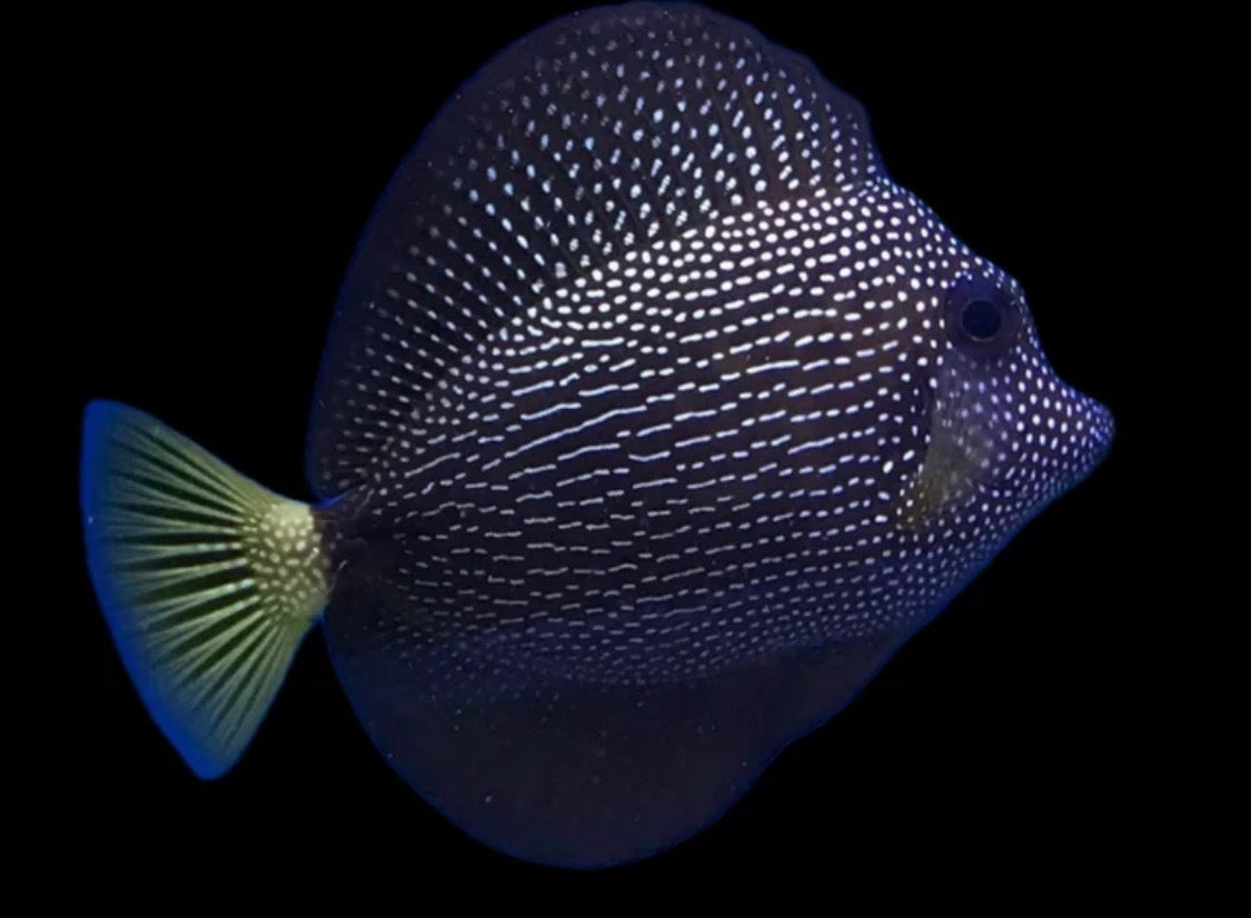 Gem Tang