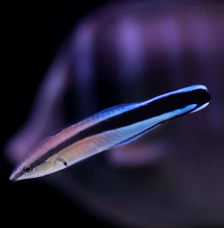 Cleaner wrasse