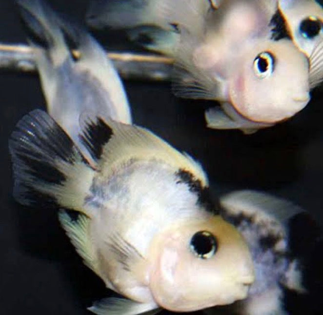 Black and white parrot cichlid