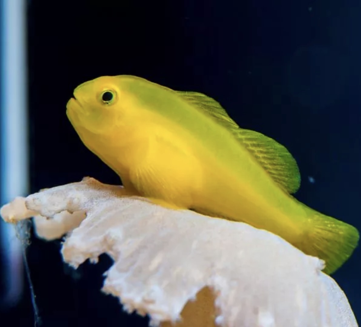 Coral goby yellow