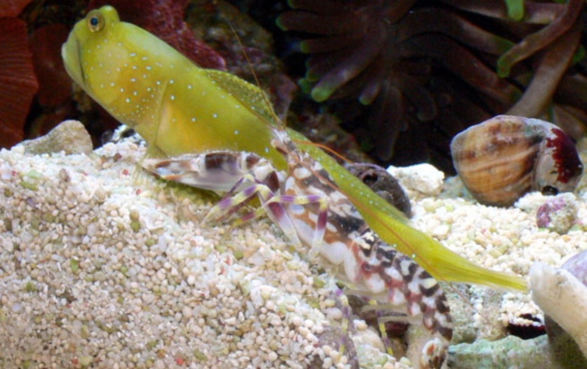 Pistols shrimp and goby