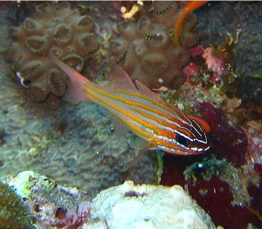 striped cardinal