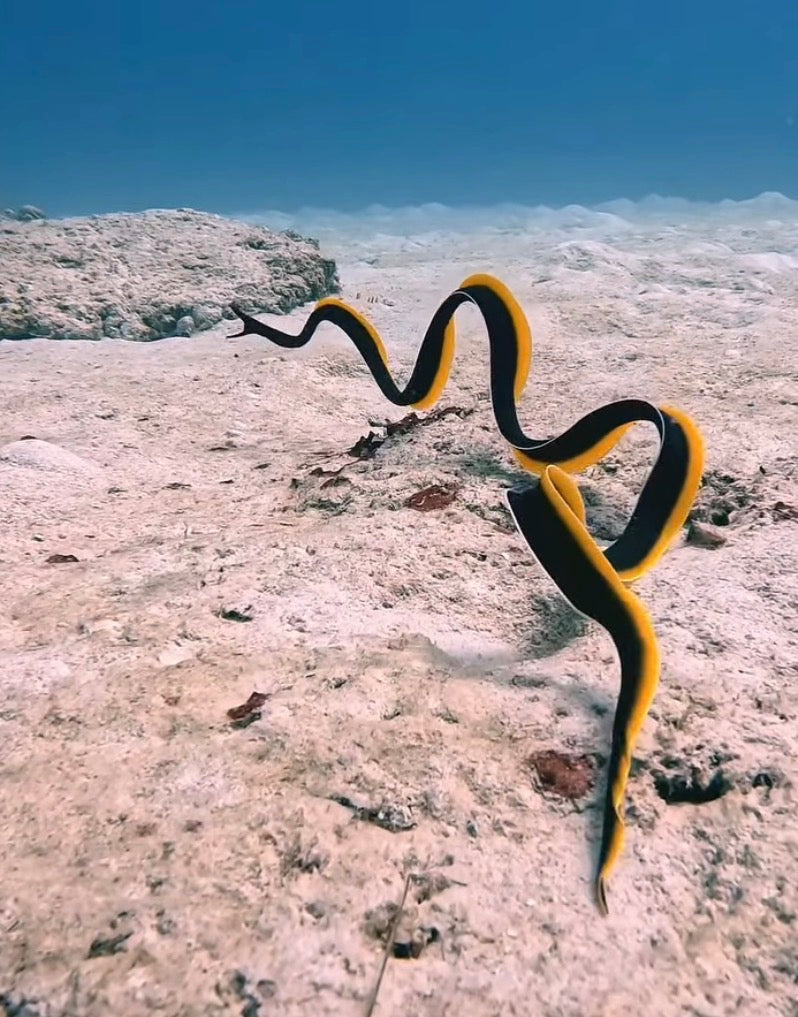 ribbon eel