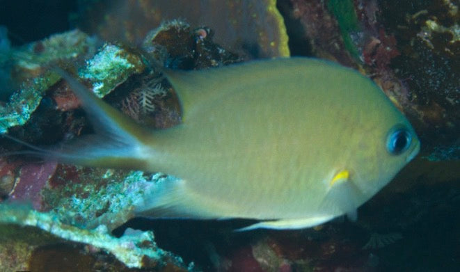 ambon chromis