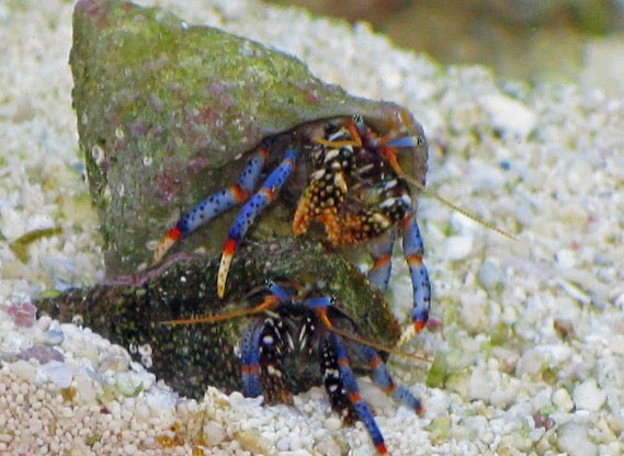 Hermit crabs