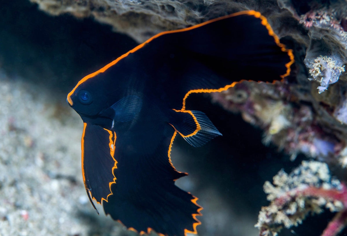 Batfish