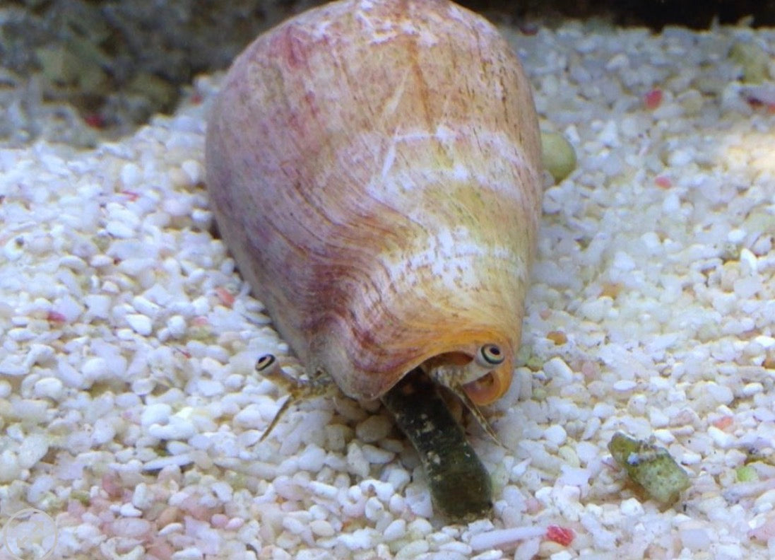 Conch snail