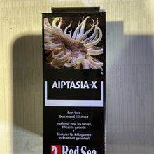 Red Sea Aiptasia x