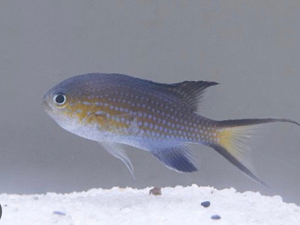 vanderbilt chromis