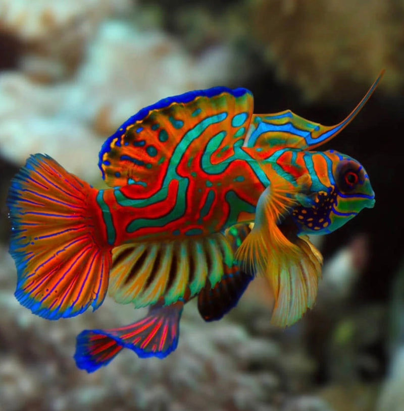 Mandarin Fish