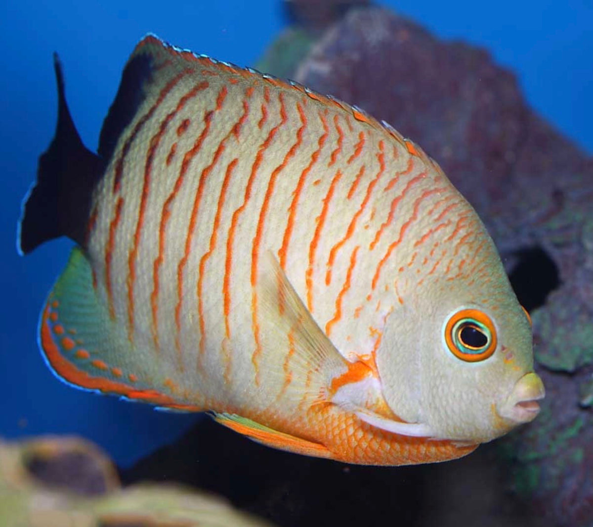 Red striped angle