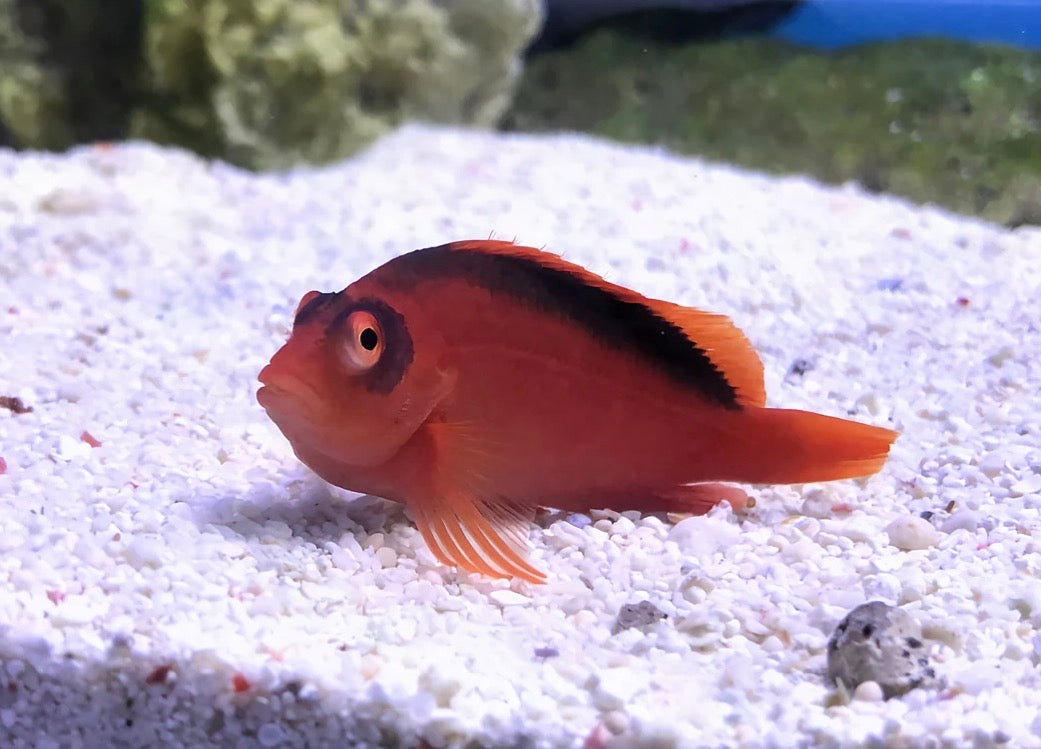 Scarlet Hawkfish Medium
