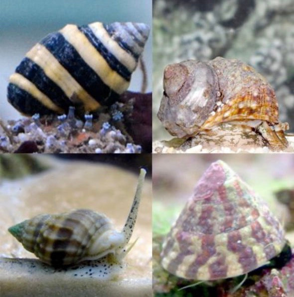 Snails