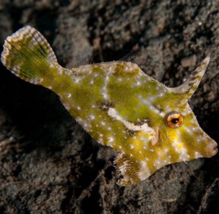 Aiptasia Eating Filefish