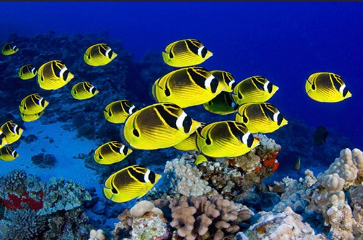 Raccoon butterflyfish