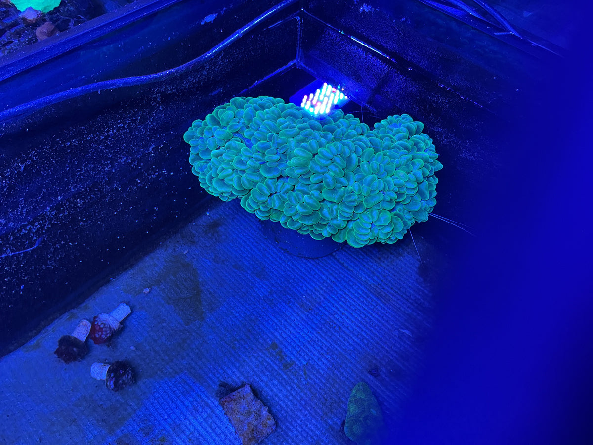 Bubble coral