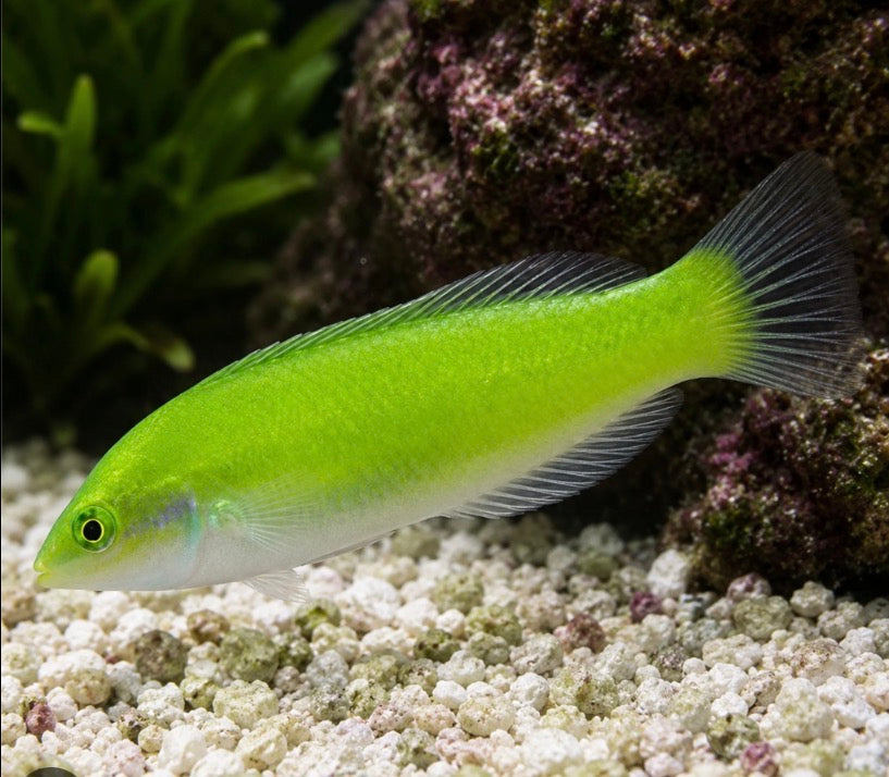 Green wrasse