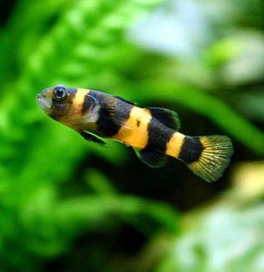 Bumblebee goby
