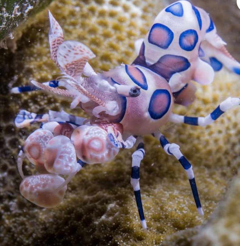 Small Harlequin Shrimp