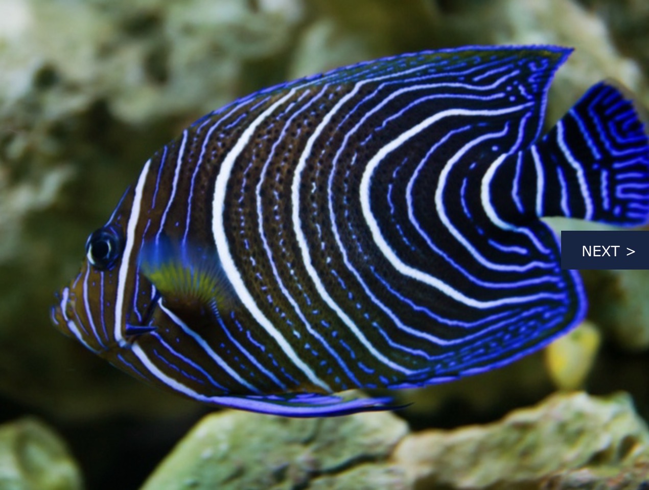 Blue Koran Angelfish 