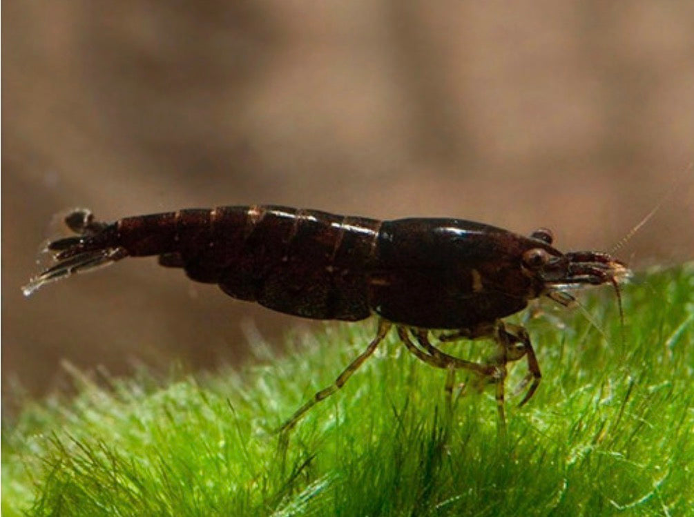 Black choco shrimp