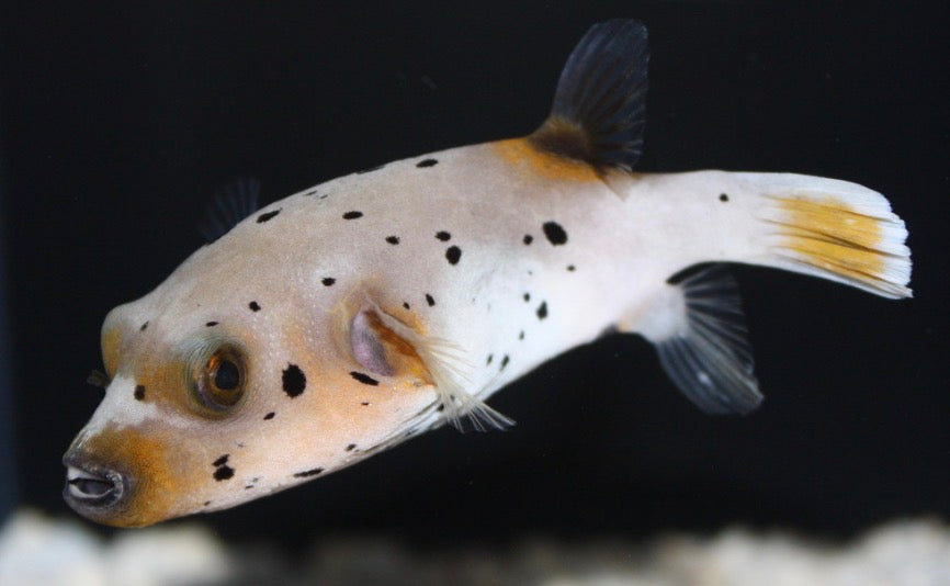 Hush Puppy Dog Face Puffer small