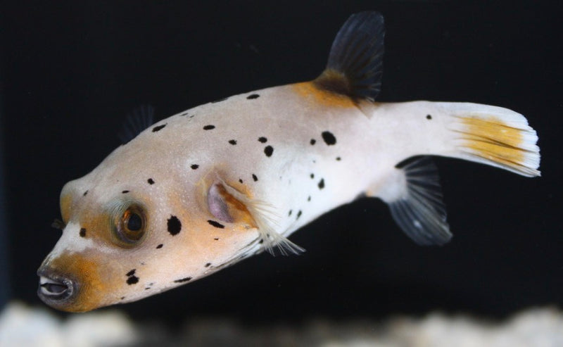 Hush Puppy Dog Face Puffer small