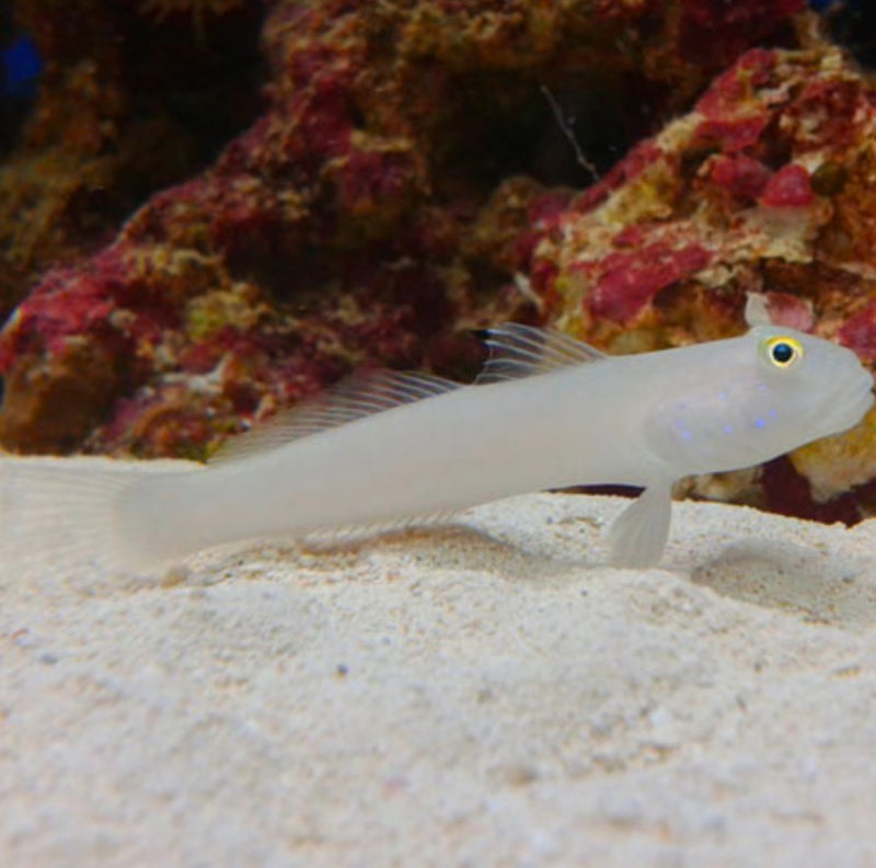 Chalk Goby Medium