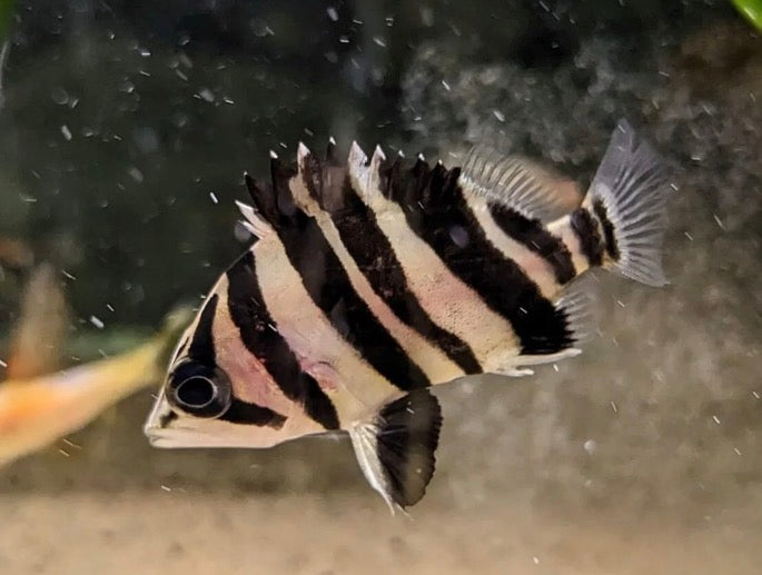 Siamese tiger fish