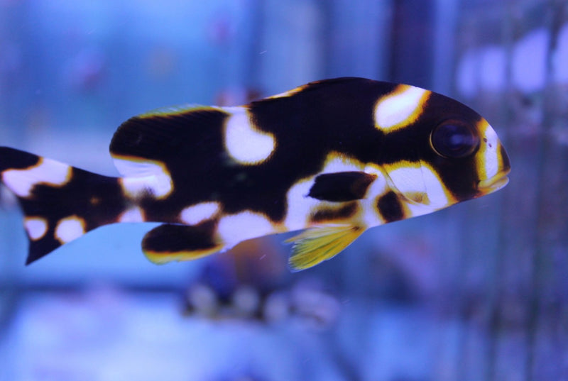 Oriental Sweetlips