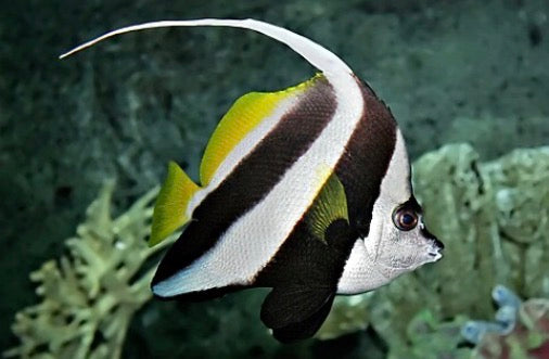 butterfly heniochus 