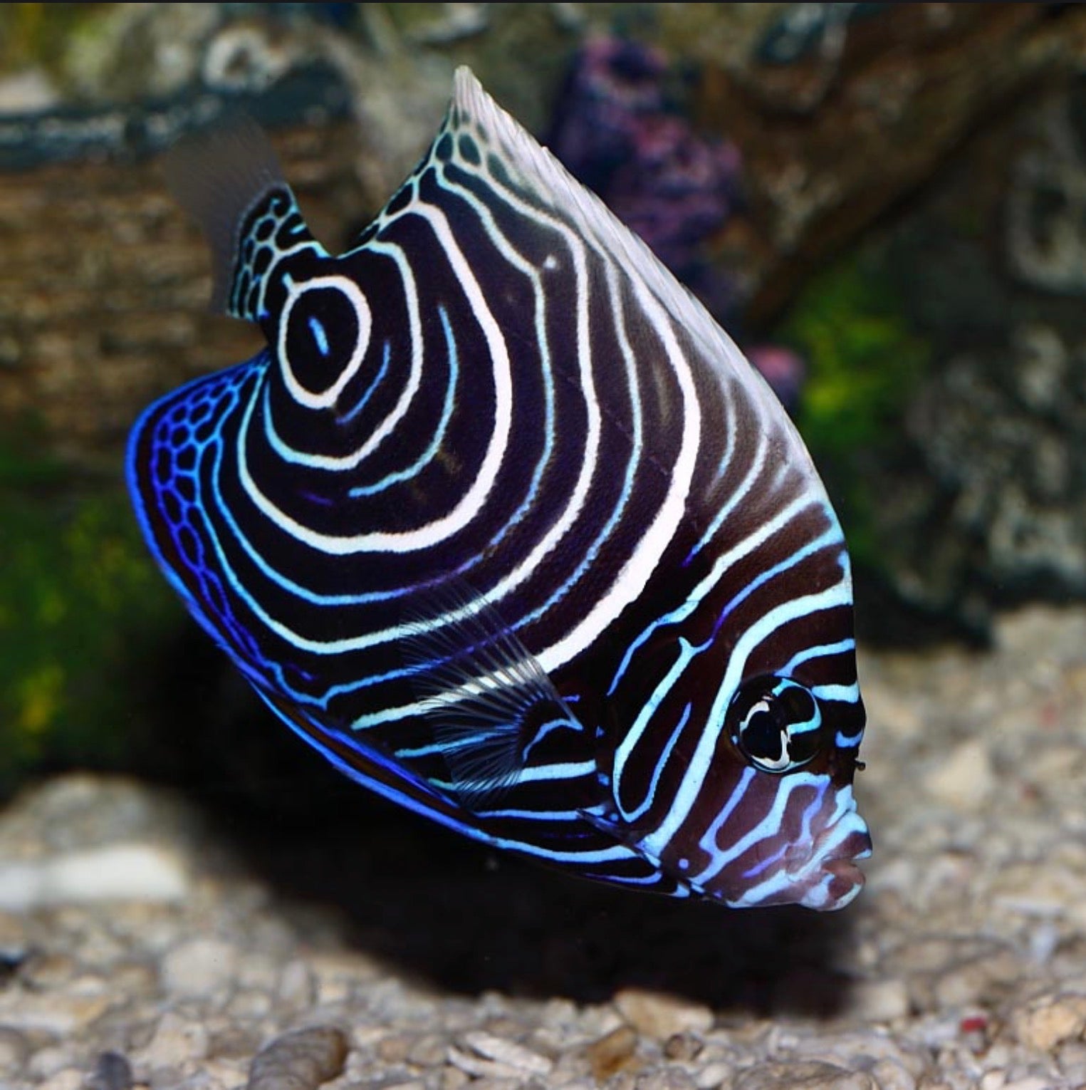 Emperor Angelfish Juvenile