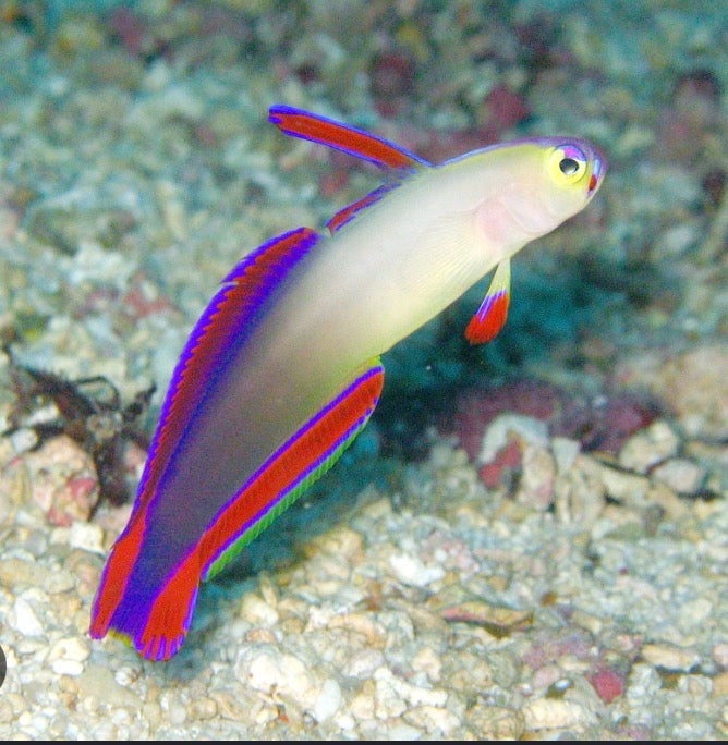 Purple firefish