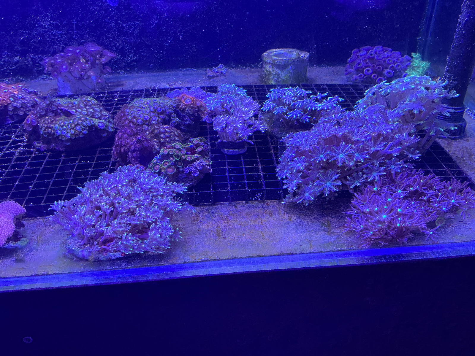 Zoa garden and star polyp gardens £60 each 2 for £100