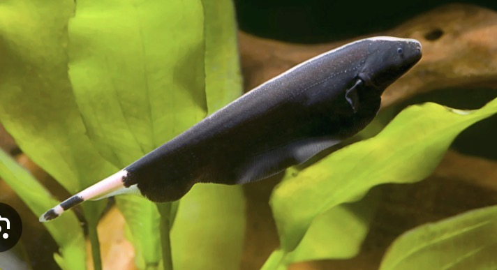 Black ghost knifefish