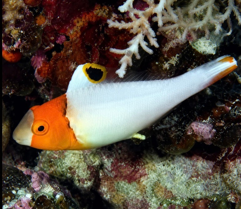 Bicolor Parrotfish