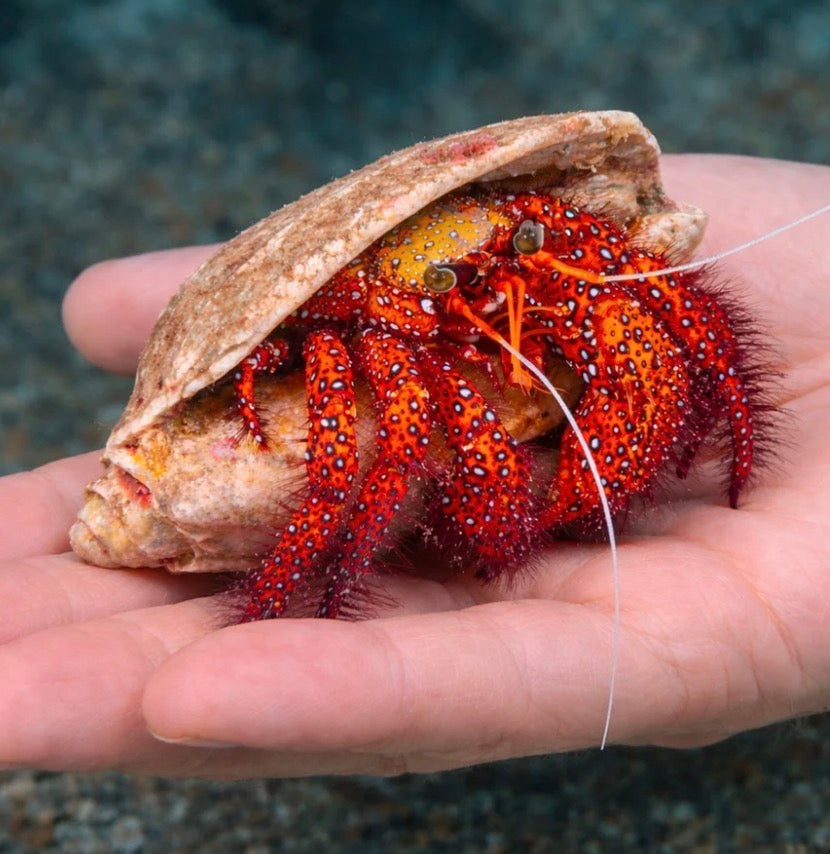 Red  hairy Leg Hermit xl
