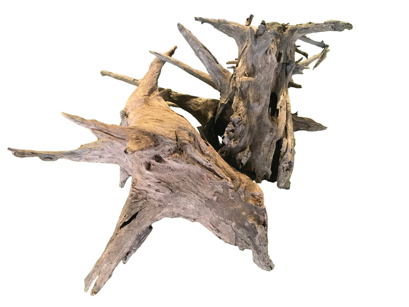 Corbo Catfish root S