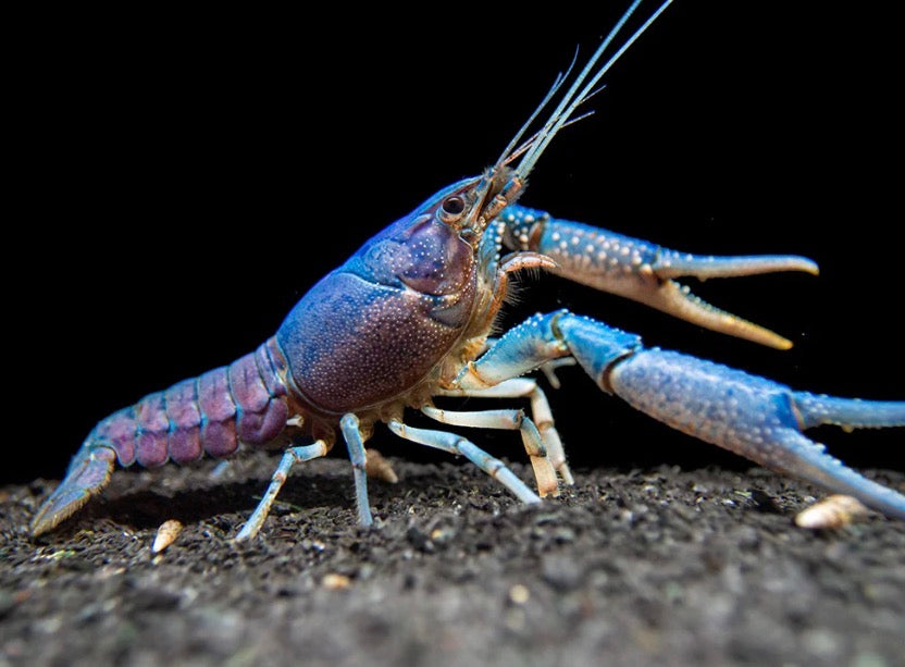 Blue CrayFish