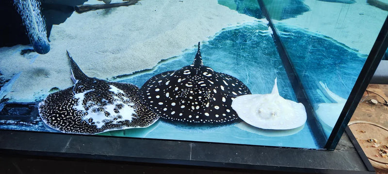 Albino Pearl Stingray (M)