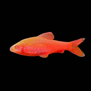 Albino Cherry Barb
