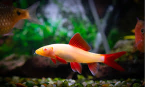 Albino Red Tail Shark